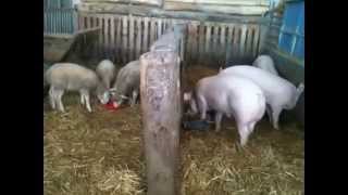 A la Ferme de Woimbey cochons et moutons [upl. by Linnet]