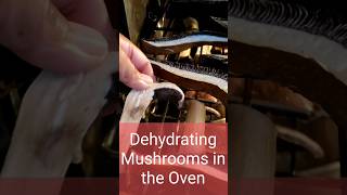 Dehydrating Mushrooms in the Oven [upl. by Ilatan228]