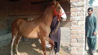 Horse Video In Village Punjab 2024 [upl. by Hamehseer819]