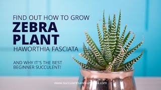 How to take care of Haworthia fasciata quotZebra Plantquot [upl. by Elroy489]