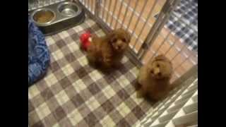 Red Toy Poodle Puppies [upl. by Dane]