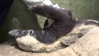 Cuddling honey badgers [upl. by Tanitansy]