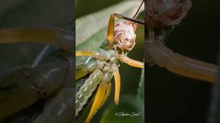 Blacklegged Meadow Katydid BuzzChirp 🎶🎵 nature wildlife canada earth sounds insects bugs [upl. by Anitroc]