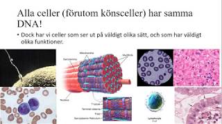 Reglering av genaktivitet arv och miljö [upl. by Luedtke]