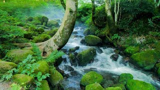 4K UHD 夏の伯耆大山と木谷沢渓流 MtDaisen amp Kitanisawa Stream in Summer [upl. by Assirrak724]