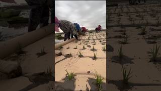 The Chinese cultivate rice in a very unique way 🤯 [upl. by Joslyn]