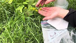 How to harvest Marsh Marigold Caltha palustris seeds [upl. by Laura]