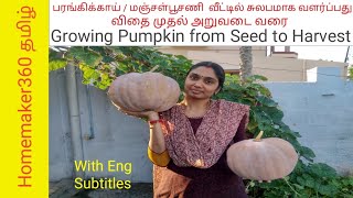 How to Grow Pumpkin from Seeds  மஞ்சள் பூசணி விதை முதல் அறுவடை வரை  poosanikai sedi valarpu [upl. by Pierre]