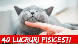 Top 40 Lucruri Care Te Vor Face Sa Iti Iei O Pisica 1 [upl. by Evelc]