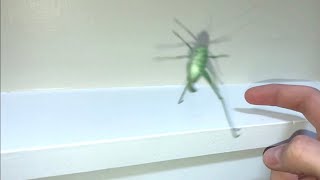 SLOW MOTION  Katydid Jumping [upl. by Amin977]