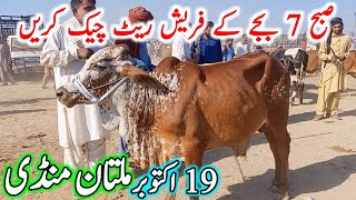 Multan Cow Mandi Fresh Latest Update Video Today  Sahiwal Cholistani Cow Mandi  Cow Mandi 2024🔥 [upl. by Lucic]