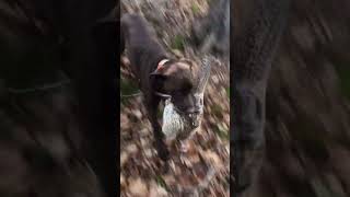 Good job Cash shortvideo pheasent doglover dog phoenixdogtraining [upl. by Seta]