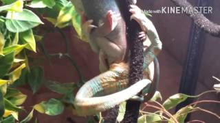 Veiled chameleon mating [upl. by Delwin]