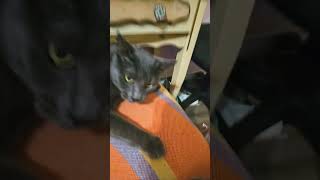 Idk cat funnyanimalsplanet funny memes fypシ゚viral shortsviral [upl. by Adnalay]