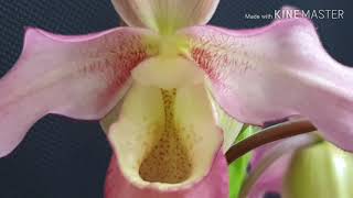 Phragmipedium longifolium X Hanne Popow [upl. by Haikezeh960]