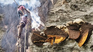 Wild Honey Harvesting on the deap cliff Satisfying [upl. by Dorin]