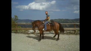 Maneggio IL NOCE  Passeggiata a cavallo nel parco nazionale [upl. by Nedac]