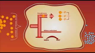 Diabetes complication Sorbitol animation [upl. by Notreb]