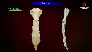 Sternum ‎Anatomy  Osteology  Animation  Parts  Location  Attachments and Clinical correlation [upl. by Dunlavy]