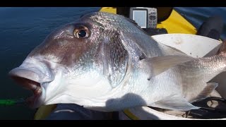 Jumbo Porgy Fishing on Jigs [upl. by Cohl]