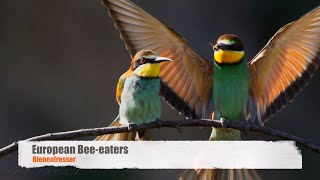 European Beeeaters Merops apiaster  Bienenfresser [upl. by Fesuy]