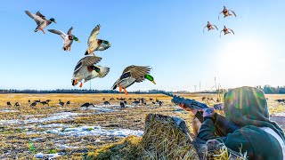 BIG MALLARD RAINOUTS FIELD DUCK HUNTING [upl. by Nugent]