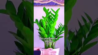 How to Keep Your zz plant or Money Plant Healthy in the Summer Heat [upl. by Averill]