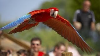 Ara demonstratie Vogelpark Avifauna [upl. by Yrgoerg630]