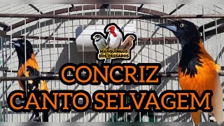 Concriz CANTO SELVAGEM Pra esquentar de vez seu CONCRIZ [upl. by Eeslek628]