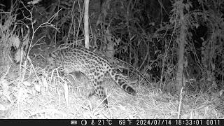 Leopardus pardalis Jaguatirica Torre do Monjolinho Inconfidentes  MG [upl. by Janaye]