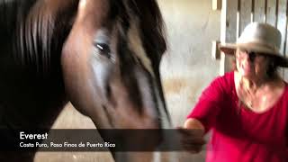 Criadores Episodio 6 “Casta Puro Paso Finos de Puerto Rico” [upl. by Nahtan490]