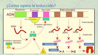 ABSORCIÓN Y METABOLISMO DEL NITRÓGENO EN PLANTAS [upl. by Ronica956]