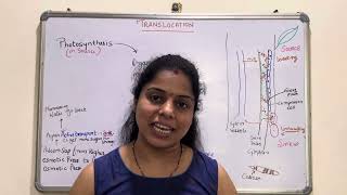 Translocation  Phloem Sieve tube  Sieve Plate  Callose  Significance of Callose deposition [upl. by Mclain]