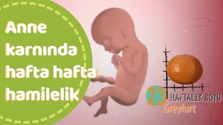 Anne karnında hafta hafta bebek gelişimi [upl. by Nesta]