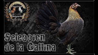 Seleccion de la Gallina [upl. by Alyssa15]