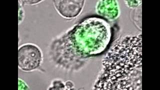 Macrophage uptake of HIV1infected T cells [upl. by Rasia]