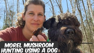 Morel Mushroom Hunting Using a Dog [upl. by Ahsiekahs]