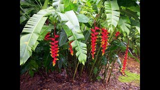 Amazing and Most Beautiful Heliconia Flowers  parrots beak heliconia [upl. by Anitsirc]