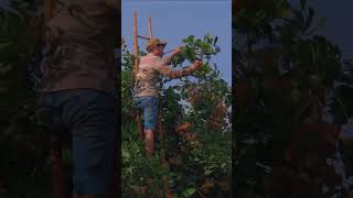 amazing Rambutan harvesting skills short rambutan harvest [upl. by Artined]