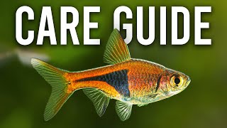 How to Care for Harlequin Rasboras and Lambchop Rasboras [upl. by Tann]