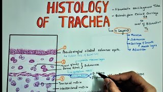 HISTOLOGY OF TRACHEA  Layers  Hyaline Caritilage [upl. by Ynattirb]