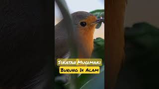 Suara Burung Sikatan Mugimaki DiAlam kicaumania shorts [upl. by Nnilsia]