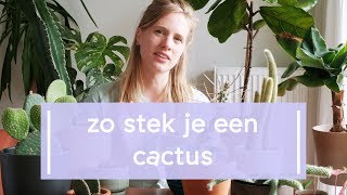 Zo stek je een cactus 🌵 [upl. by Vikki]