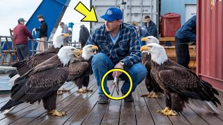 Eagles Follow Dock Worker Every Day – Discover The Surprising Reason [upl. by Sinned]