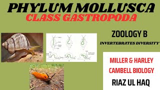 Class GastropodaPhylum Mollusca Zoology B Invertebrates Biology [upl. by Yeslek]