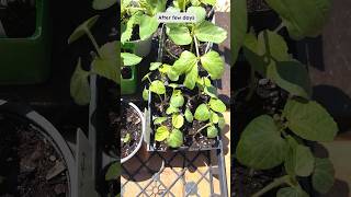 Garden2024 Fast amp Easy Seed Germination using soaking seeds method [upl. by Jedthus]