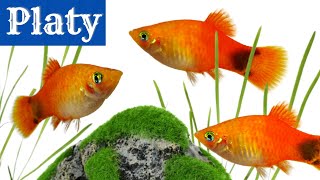 Platy Fish The Perfect Beginner Aquarium Fish Xiphophorus maculatus [upl. by Jahdai]