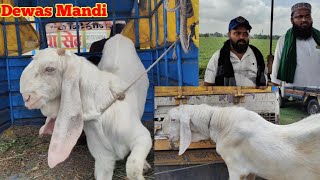 Dewas Bakra Mandi  Exploring the BIGGEST Bakra Mandi in Dewas [upl. by Pirali363]