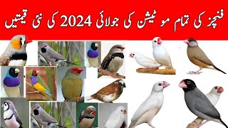 All Finches Mutation New Rates July 2024  Java Finch Latest Price  Lady Gouldian Finch  Mini Zoo [upl. by Virgil]