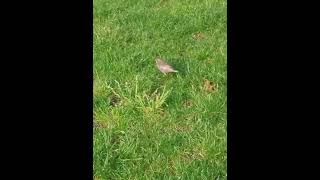 Un jeune étourneau sansonnet marchant tranquille sur la pelouse oiseaux natureenville animaux [upl. by Arym]